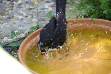 Amsel badet in einer Schale mit Wasser und erzeugt Bewegungsunschärfe