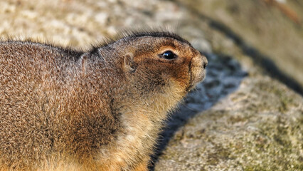 big black tailed prairie dog on a rock