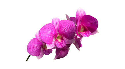 Fototapeta na wymiar Isolated dendrobium orchid flower with clipping paths.