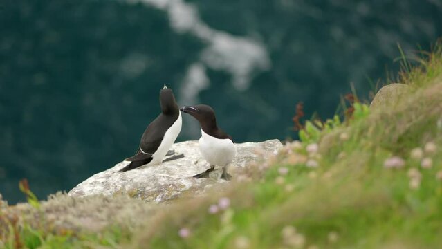 The camera slowly pans around a pair of seabirds (razorbills - Alca torda) on a cliff edge in a seabird colony with turquoise water and flying seabirds in the background on Handa Island, Scotland.