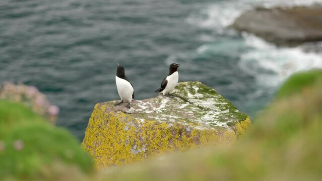 A razorbills (Alca torda) flys in from the sea to land next to another razorbill which is sitting on a cliff in a seabird colony with the turquoise ocean in the background on Handa Island, Scotland.