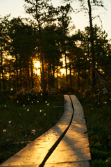 Wooden tourist trail sunny dawn on the swamp. Sunset, warm light and fog. Travel romance. Viru swamps Estonia