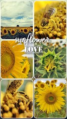 Collage mit Sonnenblumen