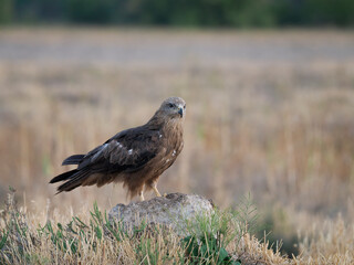 Black kite, Milvus migrans