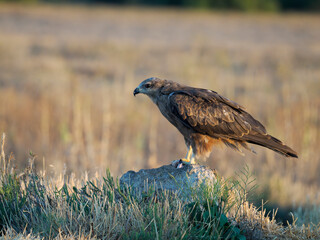 Black kite, Milvus migrans
