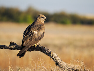 Black kite, Milvus migrans
