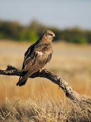 Black kite, Milvus migrans
