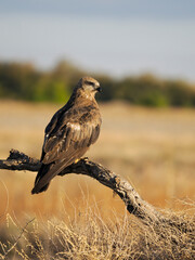 Black kite, Milvus migrans