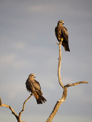 Black kite, Milvus migrans
