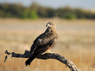 Black kite, Milvus migrans