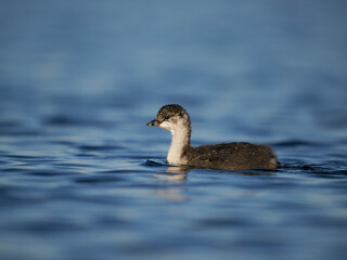Black-necked grebe, Podiceps nigricollis,