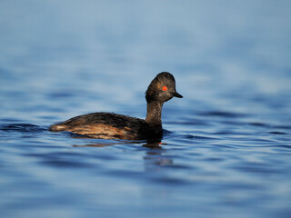 Black-necked grebe, Podiceps nigricollis,