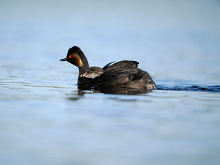 Black-necked grebe, Podiceps nigricollis,