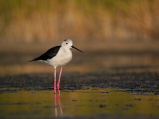 Black-winged stilt, Himantopus himantopus,
