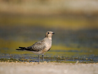 Collared pratincole, Glareola pratincola