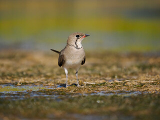 Collared pratincole, Glareola pratincola