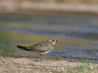 Collared pratincole, Glareola pratincola
