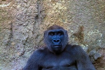 Portrait of the Congo gorilla photographed at the Bronx Zoo