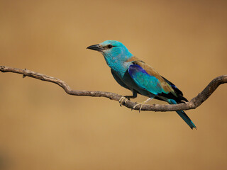 European roller, Coracias garrulus