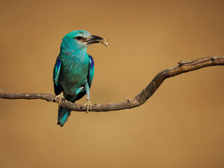 European roller, Coracias garrulus