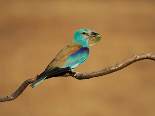European roller, Coracias garrulus