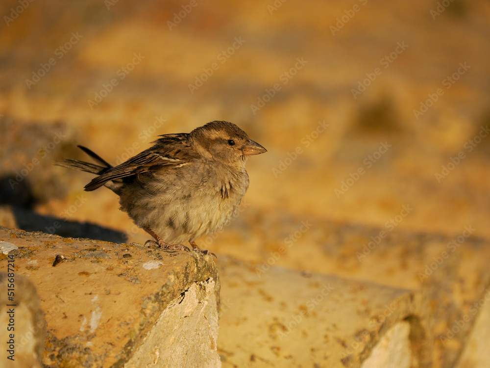 Canvas Prints House sparrow,  Passer domesticus