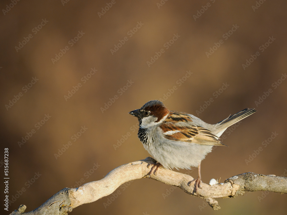 Canvas Prints House sparrow,  Passer domesticus