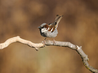 House sparrow,  Passer domesticus
