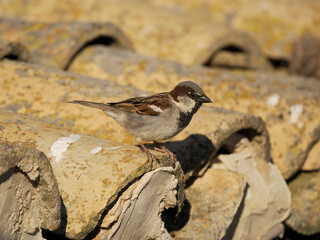 House sparrow,  Passer domesticus