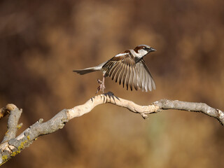 House sparrow,  Passer domesticus