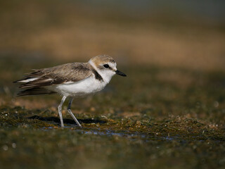 Kentish plover, Charadrius alexandrinus