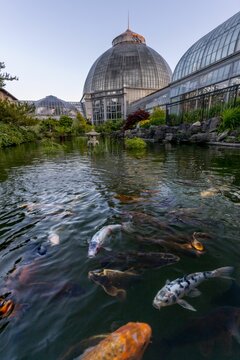 Vertical shot of koi fish in the water and a glass botanical garden in the background on Belle Isle