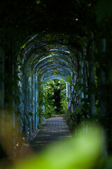 Green tunnel in a summer park.