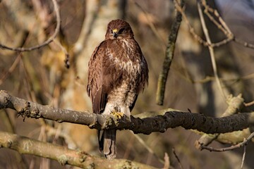 Close-up shot of a brown common buzzard sitting on a branch.