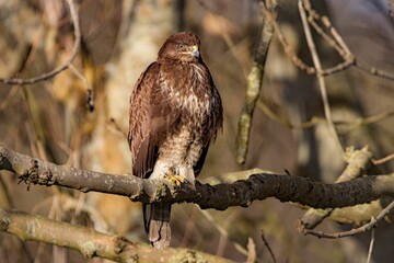 Close-up shot of a brown common buzzard sitting on a branch.