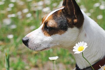 Naklejka na ściany i meble Side portrait of a young Jack Russell Terrier dog in a meadow filled with daisy flowers on a sunny summer day
