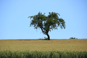 Einzelner Baum in einem Feld vor einem blauen Himmel