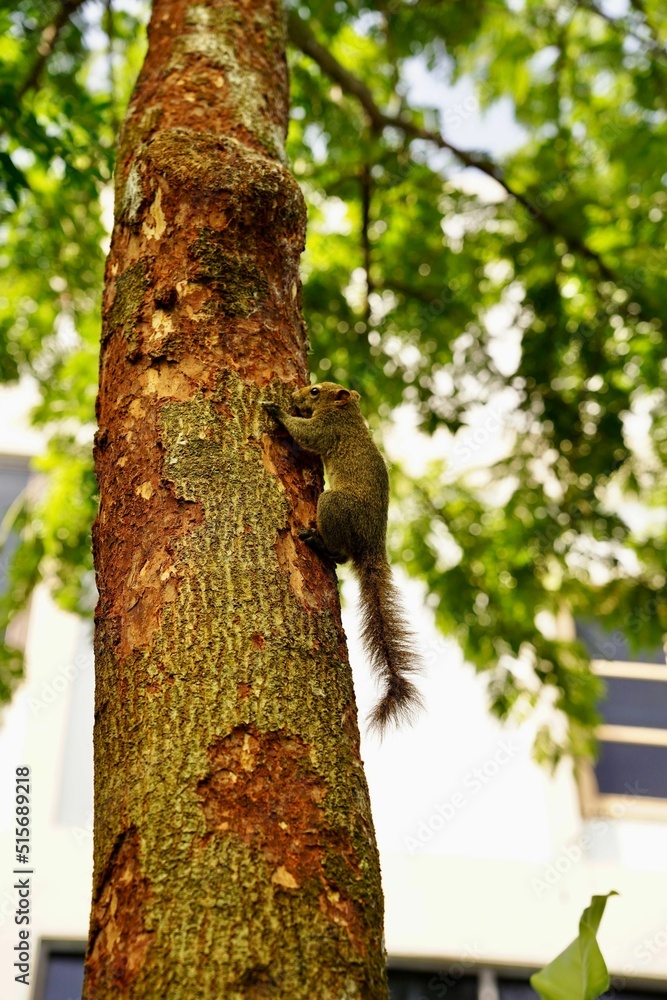 Poster vertical shot of a small squirrel running on a tree in a park in a blurred background