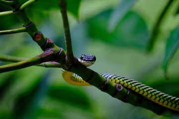 Paradise flying snake (Chrysopelea paradisi) on a branch