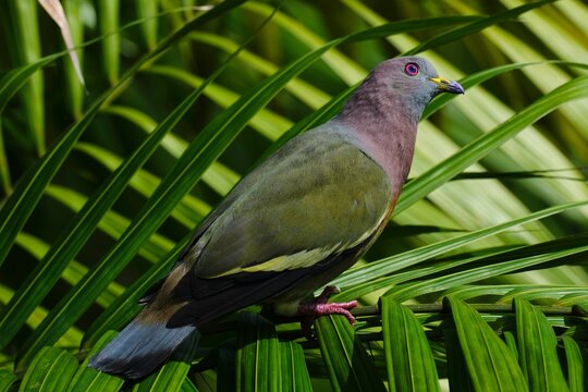 Closeup of a pink-necked green pigeon (Treron vernans) on a palm branch