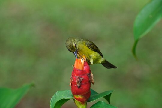 Closeup of a brown-throated sunbird (Anthreptes malacensis) on a flower