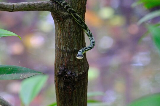 Paradise flying snake (Chrysopelea paradisi) on a tree