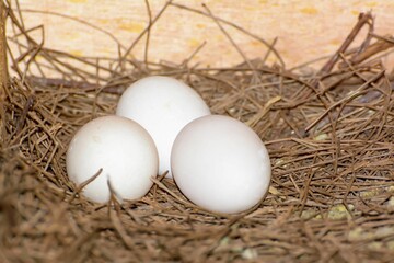 Closeup of fresh eggs on a pile of dried grass