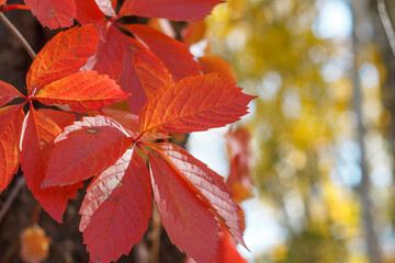 Colorful Autumn Parthenocissus quinquefolia, Wild Grape. Abstract