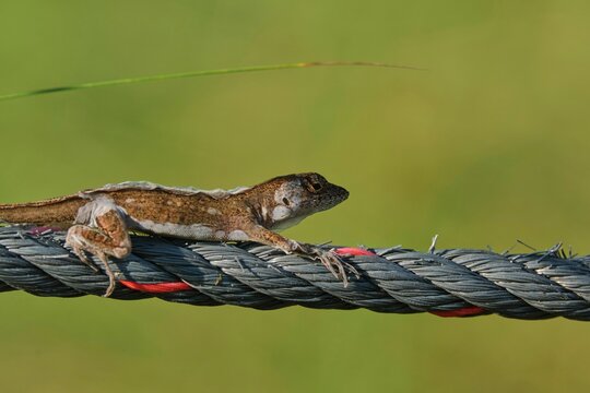 Closeup Shot Of The Nimble Lizard On The Wire