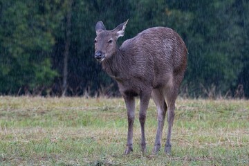 Sambar Deer, Rusa unicolor, KThailand © Ali Bernie Buga-ay/Wirestock Creators