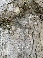 Bark of a sycamore tree