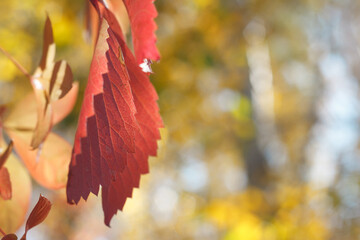 Colorful Autumn Parthenocissus quinquefolia, Wild Grape. Abstract