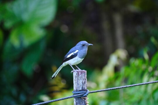 Selective focus shot of oriental magpie-robin (copsychus saularis) perched on a wooden post