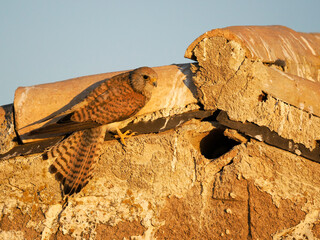 Lesser kestrel, Falco naumanni,